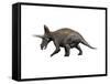 Triceratops Dinosaur-null-Framed Stretched Canvas