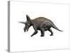 Triceratops Dinosaur-null-Stretched Canvas