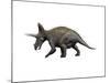 Triceratops Dinosaur-null-Mounted Art Print