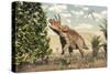 Triceratops Grazing on a Magnolia Tree-Stocktrek Images-Stretched Canvas