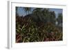 Triceratops Grazing on Lush Foliage-null-Framed Art Print