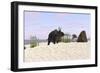 Triceratops on a Beach-null-Framed Art Print