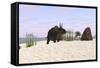 Triceratops on a Beach-null-Framed Stretched Canvas