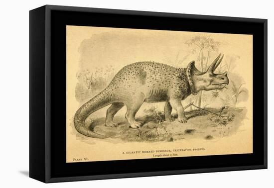 Triceratops Prorsus-Joseph Smit-Framed Stretched Canvas