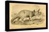 Triceratops Prorsus-Joseph Smit-Stretched Canvas