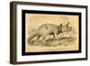 Triceratops Prorsus-Joseph Smit-Framed Art Print