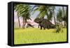 Triceratops Roaming a Tropical Environment-null-Framed Stretched Canvas