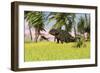 Triceratops Roaming a Tropical Environment-null-Framed Art Print