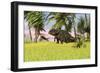 Triceratops Roaming a Tropical Environment-null-Framed Art Print