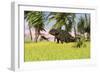 Triceratops Roaming a Tropical Environment-null-Framed Art Print