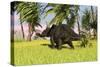 Triceratops Roaming a Tropical Environment-null-Stretched Canvas