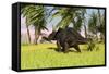 Triceratops Roaming a Tropical Environment-null-Framed Stretched Canvas