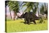 Triceratops Roaming a Tropical Environment-null-Stretched Canvas