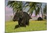 Triceratops Roaming a Tropical Environment-null-Mounted Art Print