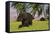 Triceratops Roaming a Tropical Environment-null-Framed Stretched Canvas