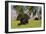 Triceratops Roaming a Tropical Environment-null-Framed Art Print