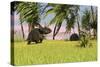 Triceratops Roaming a Tropical Environment-null-Stretched Canvas