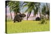 Triceratops Roaming a Tropical Environment-null-Stretched Canvas