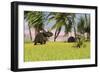 Triceratops Roaming a Tropical Environment-null-Framed Art Print