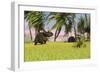 Triceratops Roaming a Tropical Environment-null-Framed Art Print