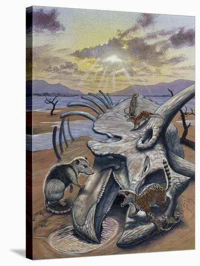 Triceratops Skull with Early Mammals-null-Stretched Canvas