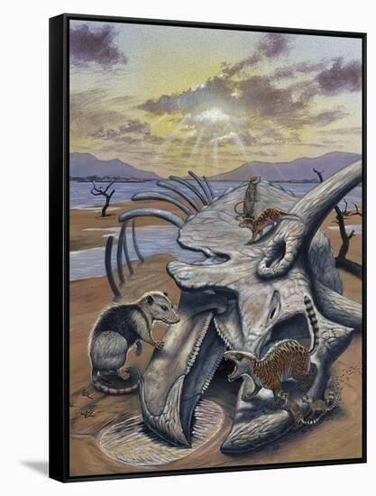 Triceratops Skull with Early Mammals-null-Framed Stretched Canvas