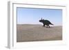 Triceratops Walking across a Barren Landscape-null-Framed Art Print