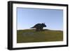 Triceratops Walking across a Grassy Field-null-Framed Art Print