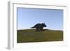 Triceratops Walking across a Grassy Field-null-Framed Art Print