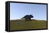 Triceratops Walking across a Grassy Field-null-Framed Stretched Canvas