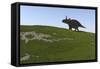 Triceratops Walking across a Grassy Field-null-Framed Stretched Canvas