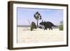 Triceratops Walking Along a Prehistoric Beach Landscape-null-Framed Art Print