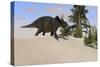 Triceratops Walking Along a Prehistoric Landscape-null-Stretched Canvas