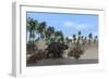 Triceratops Walking Along the Shoreline-null-Framed Art Print