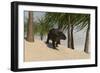 Triceratops Walking in a Tropical Environment-null-Framed Premium Giclee Print