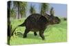 Triceratops Walking in Open Field-null-Stretched Canvas