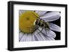 Trichius Fasciatus (Bee Beetle)-Paul Starosta-Framed Photographic Print