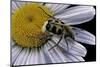 Trichius Fasciatus (Bee Beetle)-Paul Starosta-Mounted Photographic Print