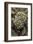 Trichobatrachus Robustus (Hairy Frog) - Eggs-Paul Starosta-Framed Photographic Print