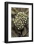 Trichobatrachus Robustus (Hairy Frog) - Eggs-Paul Starosta-Framed Photographic Print