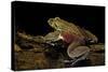 Trichobatrachus Robustus (Hairy Frog)-Paul Starosta-Stretched Canvas