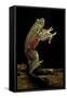 Trichobatrachus Robustus (Hairy Frog)-Paul Starosta-Framed Stretched Canvas