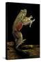 Trichobatrachus Robustus (Hairy Frog)-Paul Starosta-Stretched Canvas