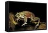 Trichobatrachus Robustus (Hairy Frog)-Paul Starosta-Framed Stretched Canvas
