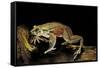 Trichobatrachus Robustus (Hairy Frog)-Paul Starosta-Framed Stretched Canvas