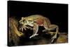 Trichobatrachus Robustus (Hairy Frog)-Paul Starosta-Stretched Canvas