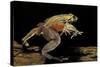 Trichobatrachus Robustus (Hairy Frog)-Paul Starosta-Stretched Canvas