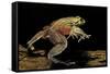 Trichobatrachus Robustus (Hairy Frog)-Paul Starosta-Framed Stretched Canvas