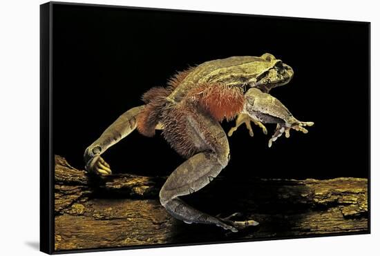 Trichobatrachus Robustus (Hairy Frog)-Paul Starosta-Framed Stretched Canvas