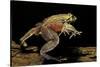 Trichobatrachus Robustus (Hairy Frog)-Paul Starosta-Stretched Canvas